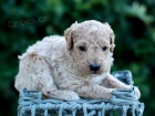 tata Goldendoodle na prodej.