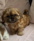 krsn tata shihtzu