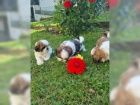  Rozkon Shih Tzu bez PP