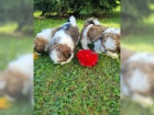  Rozkon Shih Tzu bez PP