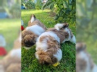  Rozkon Shih Tzu bez PP