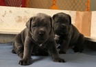 Prodm krsn ttka Cane Corso.