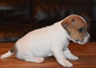 Prodm krsn a rozkon tata MINI Jack Russell terira.