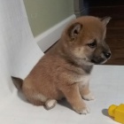 Prodm tata SHIBA INU