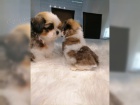 tata Shih-Tzu