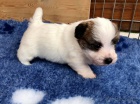 Prodm krsn a rozkon tata mini jack russell terira.