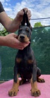 DOBERMAN