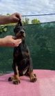 DOBERMAN