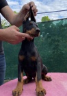 DOBERMAN