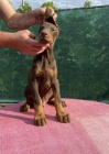 DOBERMAN