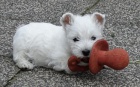 West Highland Terrier mini tata ochotn mt nov domovy