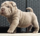 Prodm krsn a andlsk tata SHAR-PEI