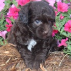 Prodm roztomil mini ttka Aussiedoodle.