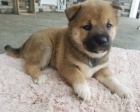 prodej mini ttek shiba inu