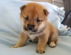 prodej mini ttek shiba inu