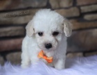 Miniaturn MALTIPOO TATA na prodej.