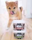 Prodm tata MINI Shiba Inu