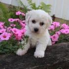 tata Bichon Frise