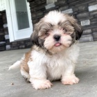 Prodm tata SHIH TZU