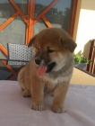 Shiba inu tata