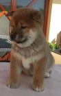 Shiba inu tata