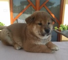 Shiba inu tata