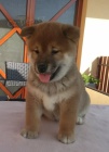 Shiba inu tata