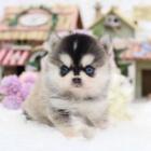 prodej tat mini pomskies-(kenec sibiskch a pomeranskch).