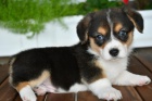 krsn a andlsk mini lek Pembroke Welsh Corgi tata na prodej.