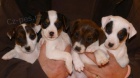 prodm tata jack russell.