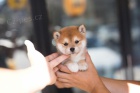 Rozkon mini mini hraka shiba inu ttka na prodej