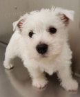 Prodm mini mini ttka West Highland White Terriers.