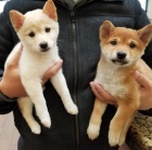 Ohromujc tata Shiba Inu pipraven k adopci