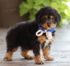 Prodm tata Aussiedoodle