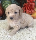 Prodm tata Aussiedoodle