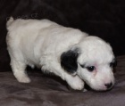 Mini ttka Aussiedoodle na prodej.