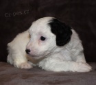 Mini ttka Aussiedoodle na prodej.