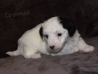 Mini ttka Aussiedoodle na prodej.