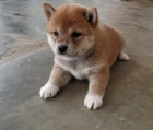 Prodm rozkon a zdrav okovan ttka mini Shiba inu