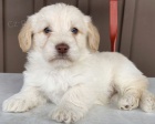 Labradoodle  Labradore  / pudl mix) panl tata, kte hledaj navdy domovy.