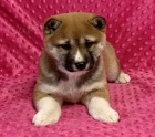 tata Shiba Inu pro nov domovy k adopci