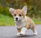 Welsh Corgi tata