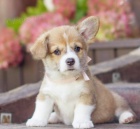 Welsh Corgi tata