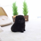 Pomeranian mini tata k adopci