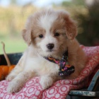 Prodm mini mini ttka Aussiedoodle