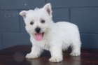 Zdrav a krsn mini ttka West Highland White Terriers na prodej.