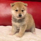 tata shiba inu