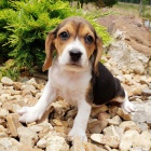 Mini Beagle