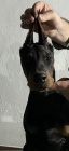 DOBERMAN