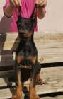 DOBERMAN